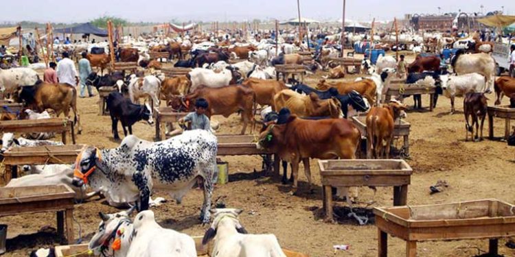 عوام دوست منڈی میڈیا سیل کا کسی نشریاتی ادارے سے تعلق نہیں ہے، ترجمان