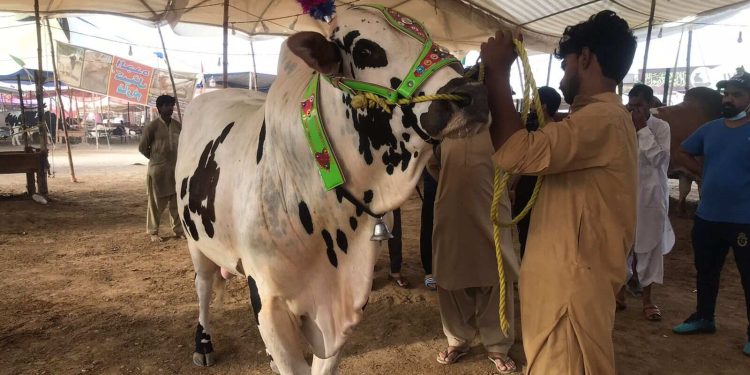 عوام دوست مویشی منڈی نادرن بائی پاس میں گہماگہمی عروج پر